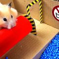 A Familiarity With The Hamster Maze Is Necessary