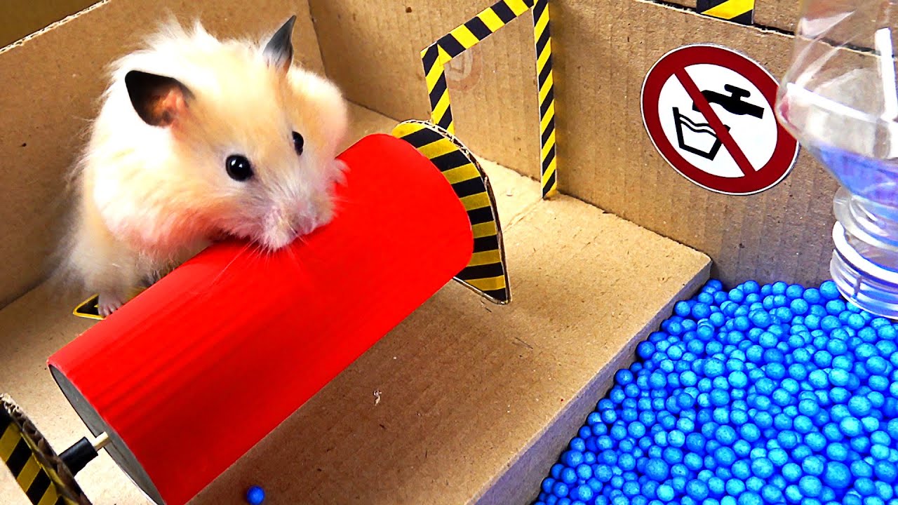 A Familiarity With The Hamster Maze Is Necessary